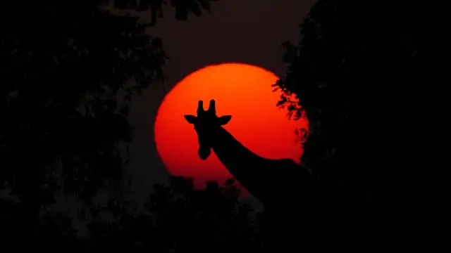Giraffe bei Sonnenuntergang, Afrika