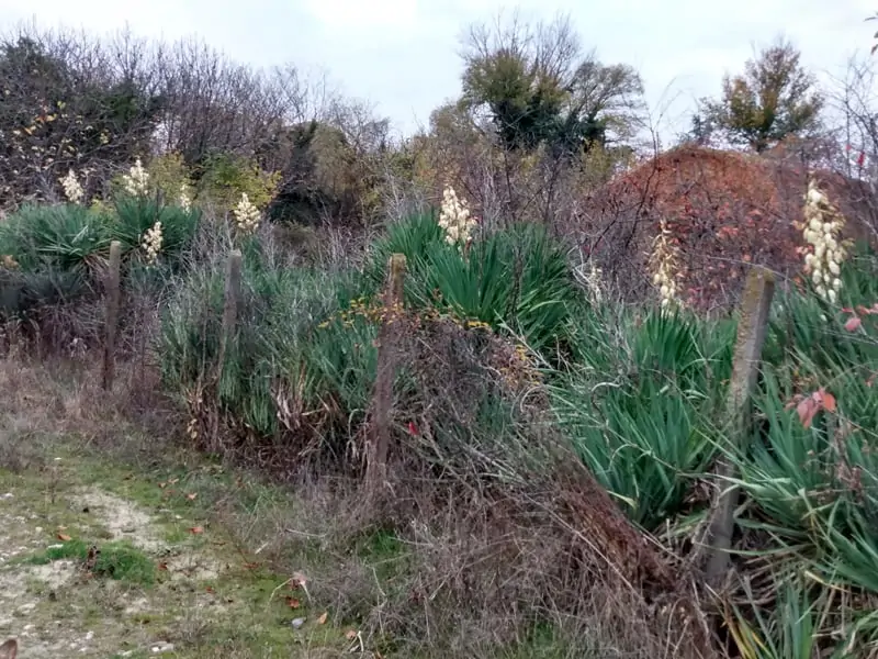 Agavenstrauch in Blüte