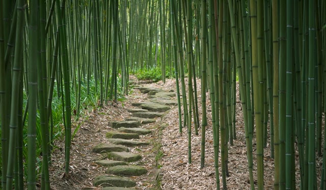 Bambus Hain