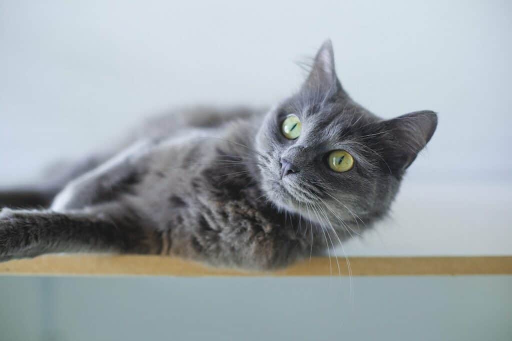 Zuhause, sich wohlfühlen, entspannte Katze.