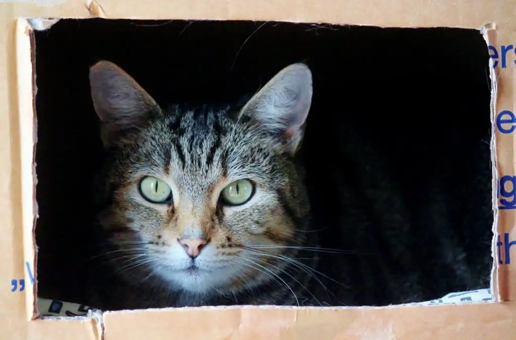 Katze im Umzugskarton