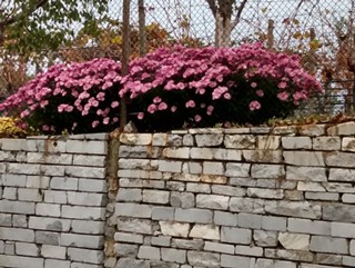 Herbst-Impressionen: Astern auf der Steinmauer