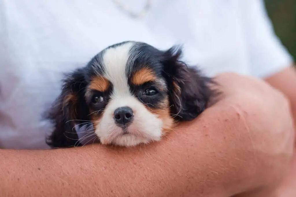 kleiner Hund im Arm gehalten