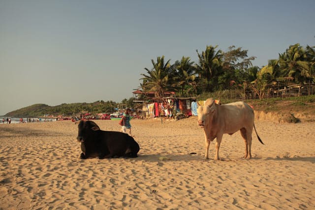 Am Strand von Goa