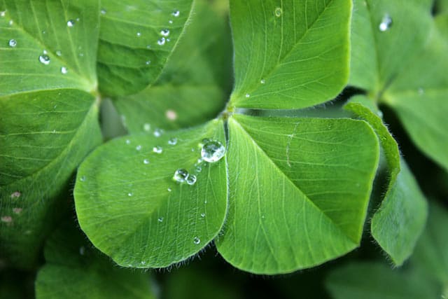 Irish Clover, Irlands Nationalsymbol