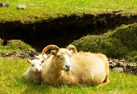 Schafzucht - wichtigster Zweig der Landwirtschaft Islands