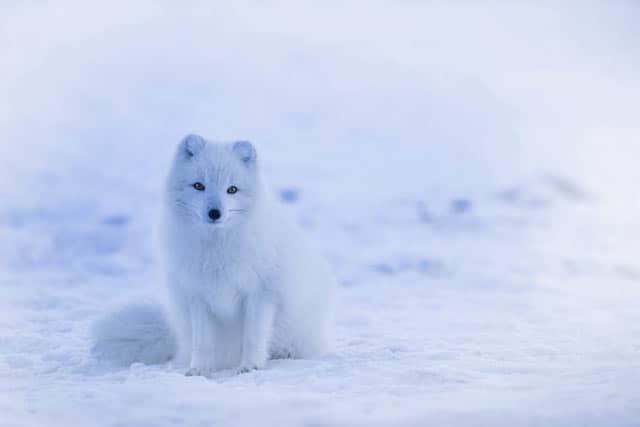 Polarfuchs im Schnee