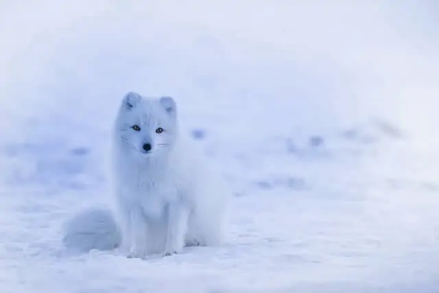 Polarfuchs im Schnee