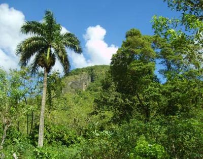 tropische Landschaft in der Dominikanischen Republik