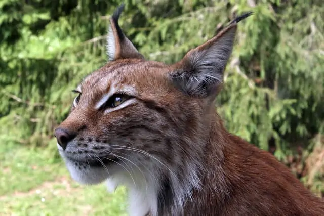 Der Luchs, ein Wahrzeichen von Schweden