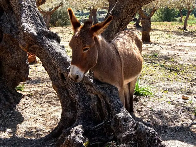 Spanien: Esel in einem Olivenhain