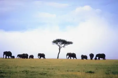 Elefanten im Nationalpark