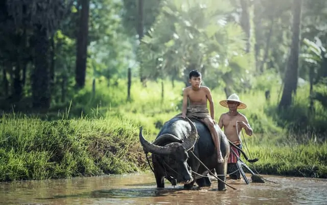 Traditioneller Reisanbau mit Wasserbüffel in Thailand
