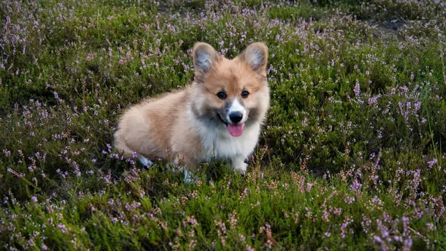 Welsh Corgi