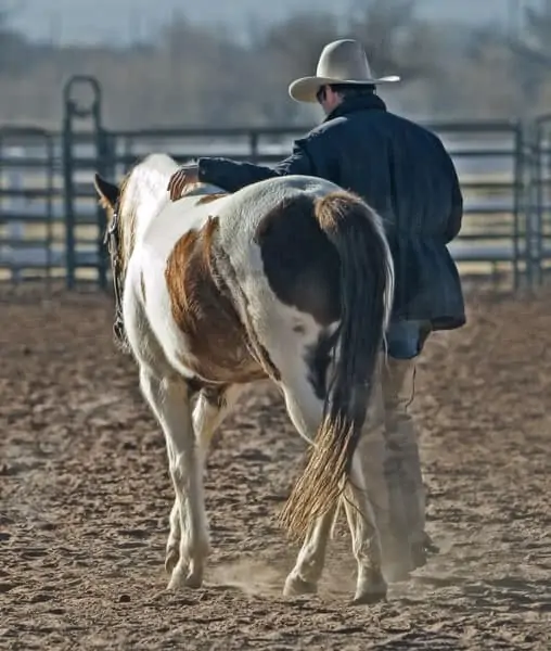 Cowboy mit Pferd