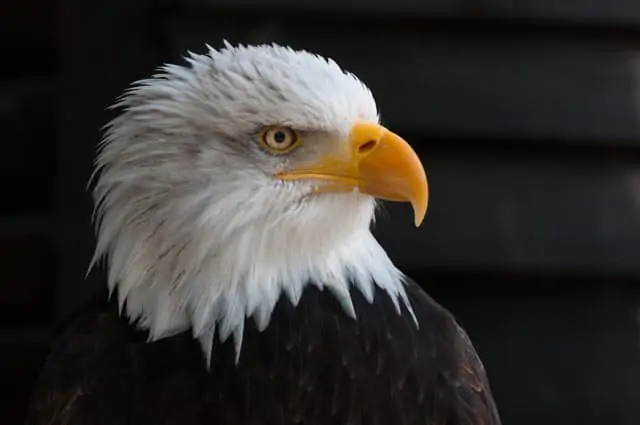 Weißkopfseeadler, Wappentier der Vereinigten Staaten