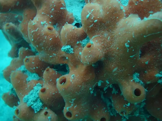 Unterwasseraufnahme eines Korallenriffs
