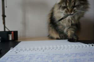 Katze mit Stift im Maul