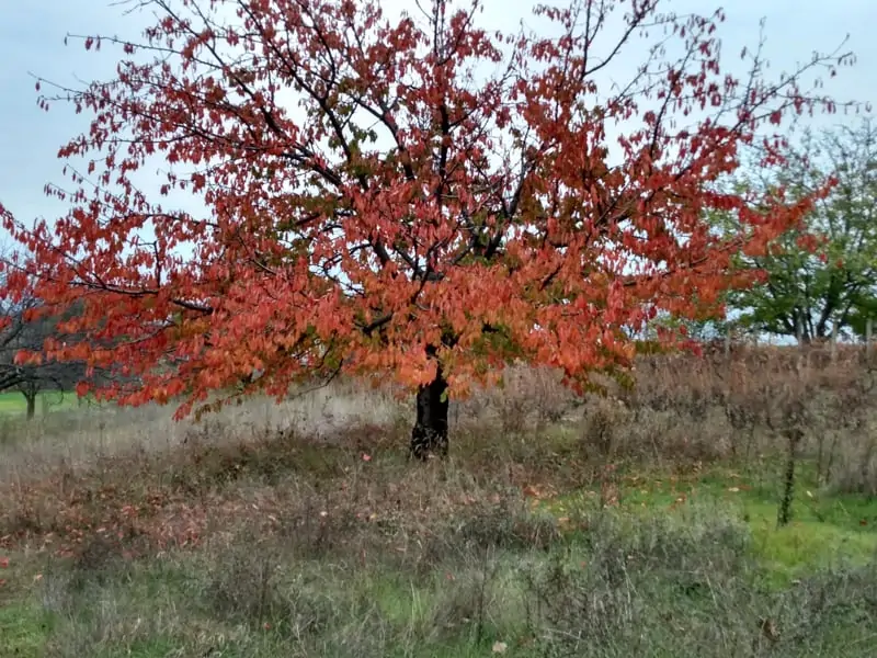 Kirschbaum mit roten Blättern