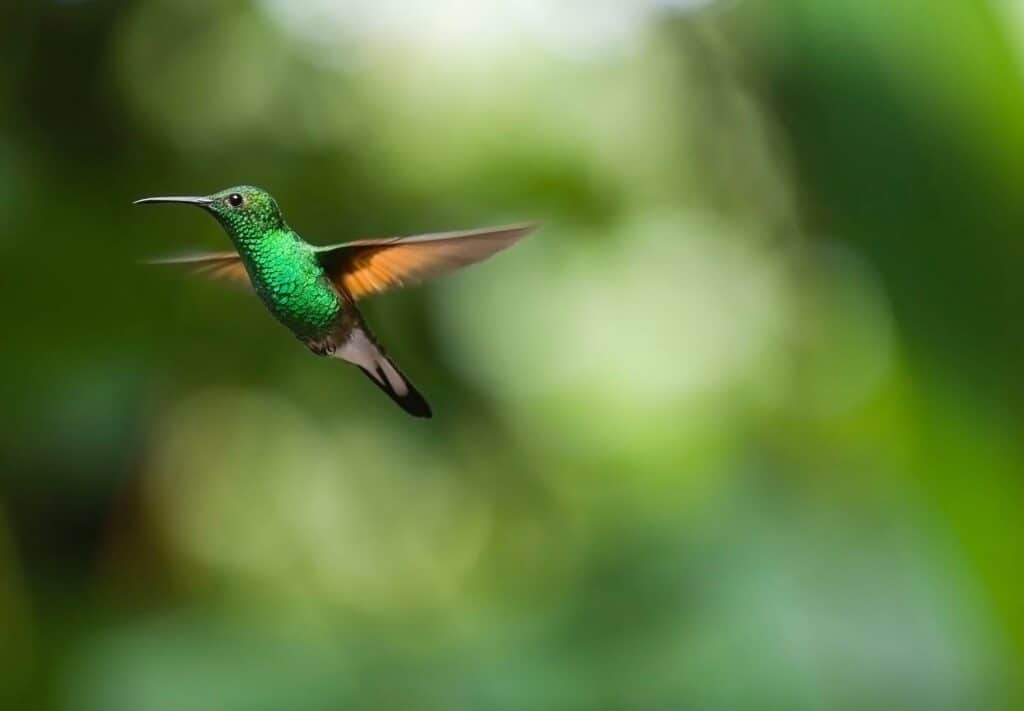 ein Kolibri