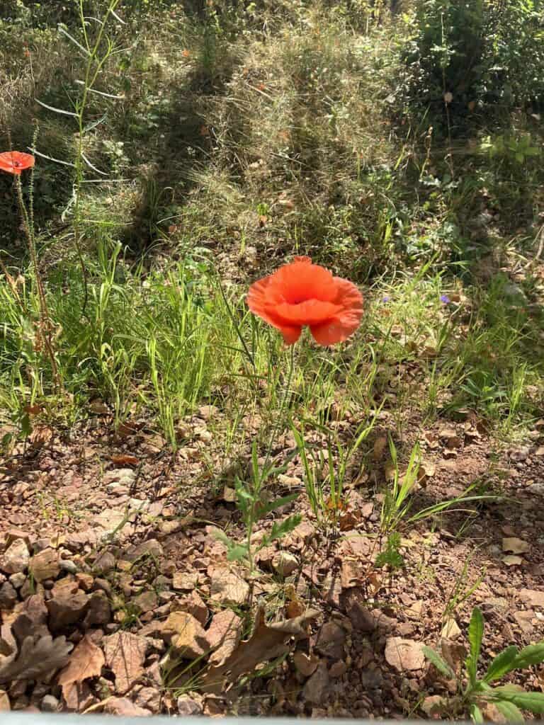 Mohnblume am Fahrradweg