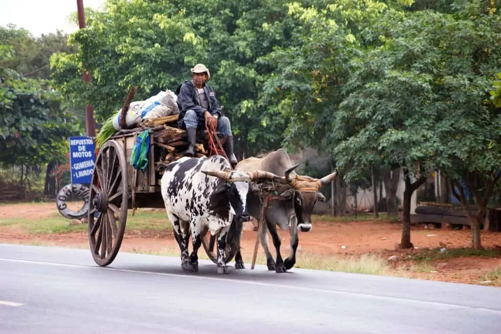 Ochsenkarren auf einer asphaltierten Straße in Paraguay