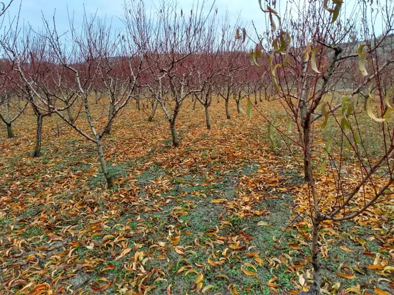 Pfirsischplantage im Herbst