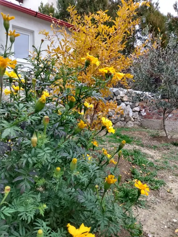 bluehende Tagetes im Spätherbst