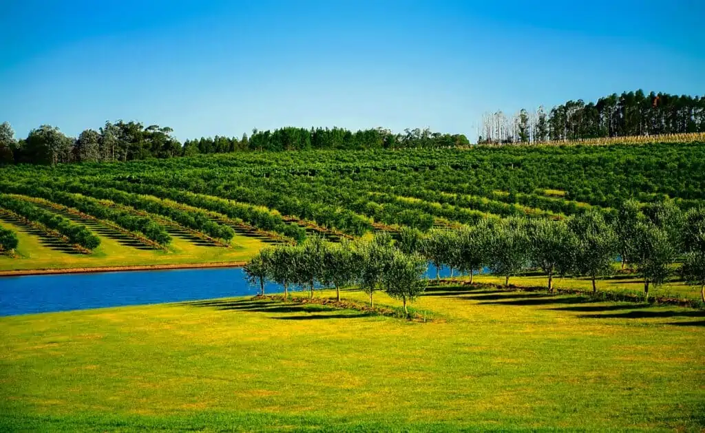 Uruguay: ein riesiger Obstgarten mit Bewässerung