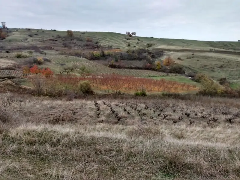 Plantage in den Hügeln