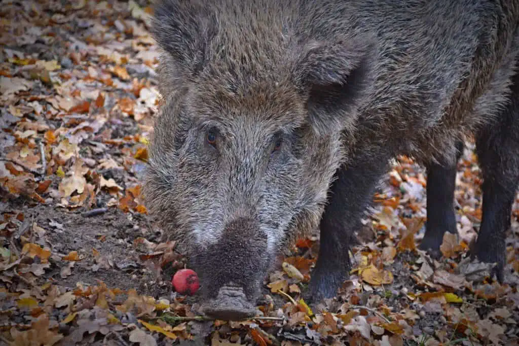 Wildschwein im Herbst, Eichenlaub