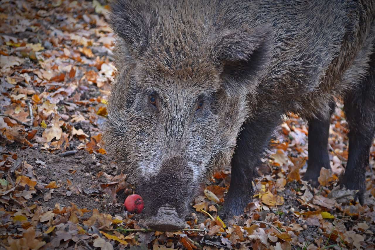 Wildschwein und Eichenlaub