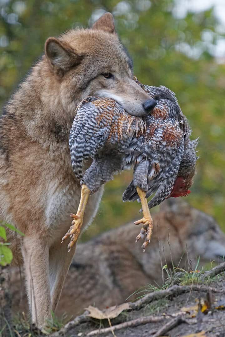 Wolf mit seiner Beute im Fang